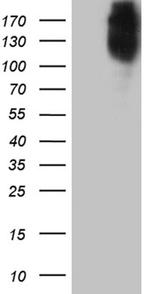 MRC2 Antibody in Western Blot (WB)