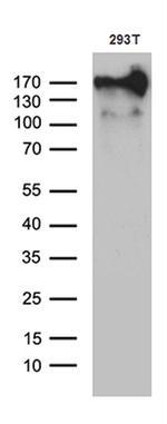 MRC2 Antibody in Western Blot (WB)