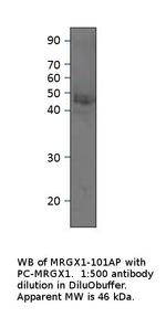 MRGX1 Polyclonal Antibody