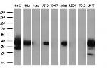 MRI1 Antibody in Western Blot (WB)