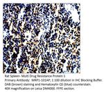 MRP1 Polyclonal Antibody