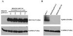 MRP7 Antibody in Western Blot (WB)