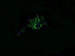 MRPL11 Antibody in Immunocytochemistry (ICC/IF)