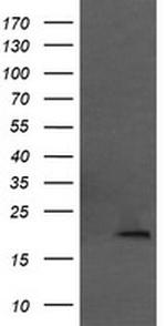 MRPL11 Antibody in Western Blot (WB)