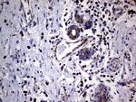 MRPL15 Antibody in Immunohistochemistry (Paraffin) (IHC (P))