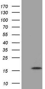 MRPL27 Antibody in Western Blot (WB)