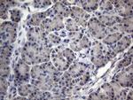MRPL42 Antibody in Immunohistochemistry (Paraffin) (IHC (P))