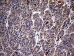 MRPL42 Antibody in Immunohistochemistry (Paraffin) (IHC (P))
