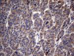 MRPL42 Antibody in Immunohistochemistry (Paraffin) (IHC (P))