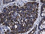 MRPL48 Antibody in Immunohistochemistry (Paraffin) (IHC (P))