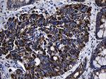 MRPL48 Antibody in Immunohistochemistry (Paraffin) (IHC (P))