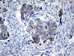 MRPL48 Antibody in Immunohistochemistry (Paraffin) (IHC (P))