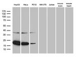 MRPL48 Antibody in Western Blot (WB)