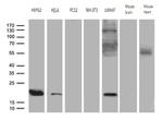 MRPL48 Antibody in Western Blot (WB)