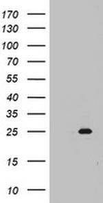MRPS11 Antibody in Western Blot (WB)