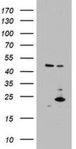 MRPS11 Antibody in Western Blot (WB)