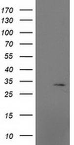 MRPS2 Antibody in Western Blot (WB)