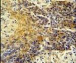 MRPS24 Antibody in Immunohistochemistry (IHC)