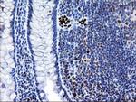 MRPS27 Antibody in Immunohistochemistry (Paraffin) (IHC (P))