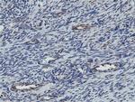 MRPS27 Antibody in Immunohistochemistry (Paraffin) (IHC (P))