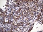 MRPS7 Antibody in Immunohistochemistry (Paraffin) (IHC (P))