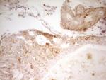 MRRF Antibody in Immunohistochemistry (Paraffin) (IHC (P))