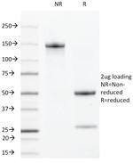 VEGF-R2/CD309/Flk-1/KDR3 Monoclonal Antibody (DC101)