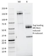 Nidogen/Entactin Monoclonal Antibody (ELM1)