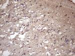 MS4A12 Antibody in Immunohistochemistry (Paraffin) (IHC (P))