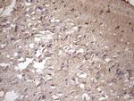 MS4A12 Antibody in Immunohistochemistry (Paraffin) (IHC (P))