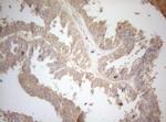 MS4A12 Antibody in Immunohistochemistry (Paraffin) (IHC (P))