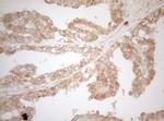 MS4A12 Antibody in Immunohistochemistry (Paraffin) (IHC (P))