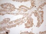 MS4A12 Antibody in Immunohistochemistry (Paraffin) (IHC (P))