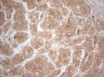 MS4A12 Antibody in Immunohistochemistry (Paraffin) (IHC (P))