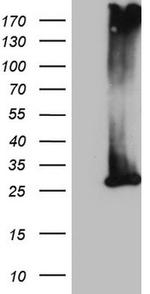 MS4A12 Antibody in Western Blot (WB)
