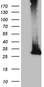 MS4A12 Antibody in Western Blot (WB)