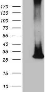 MS4A12 Antibody in Western Blot (WB)