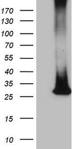 MS4A12 Antibody in Western Blot (WB)