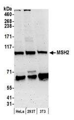MSH2 Antibody in Western Blot (WB)
