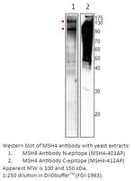MSH4 Polyclonal Antibody
