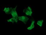 MSI1 Antibody in Immunocytochemistry (ICC/IF)