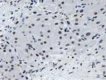 MSI1 Antibody in Immunohistochemistry (Paraffin) (IHC (P))