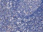 MSI1 Antibody in Immunohistochemistry (Paraffin) (IHC (P))