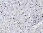 MSI1 Antibody in Immunohistochemistry (Paraffin) (IHC (P))