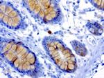 MSI1 Antibody in Immunohistochemistry (Paraffin) (IHC (P))