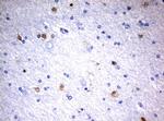 MSI1 Antibody in Immunohistochemistry (Paraffin) (IHC (P))