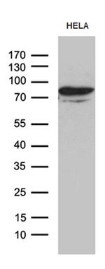 MSL2 Antibody in Western Blot (WB)