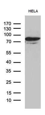 MSL2 Antibody in Western Blot (WB)