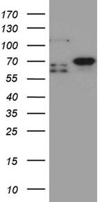 MSL2 Antibody in Western Blot (WB)