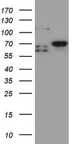 MSL2 Antibody in Western Blot (WB)